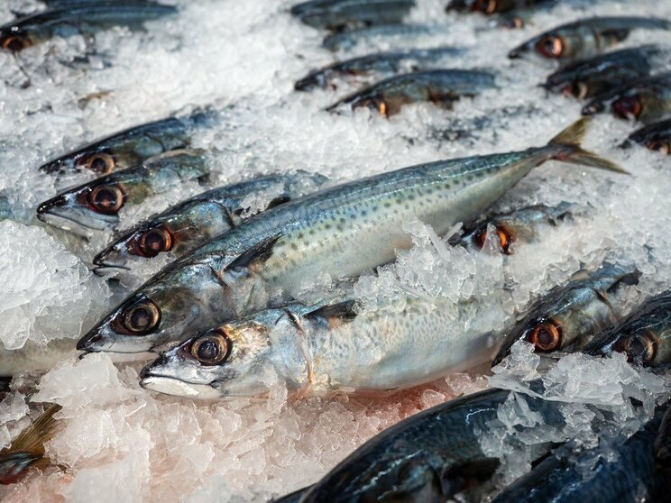 【記録的なサバ不漁で起きた“サバ缶ショック”】なぜサバ缶はツナ缶を超えて魚缶売上ナンバーワンになったのか？_5