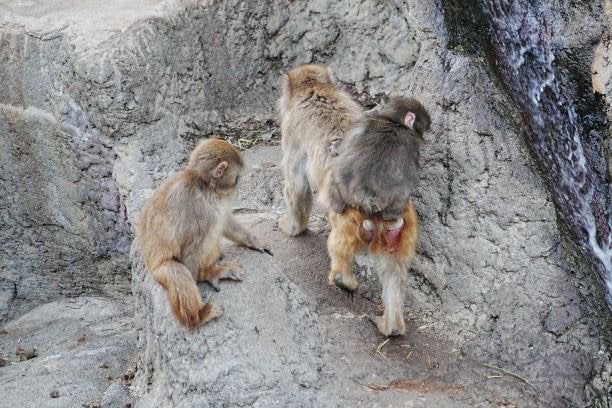 がんばれ、パンチくん（写真／市川市動植物園公式Xより）