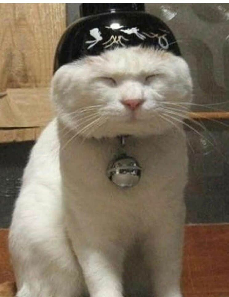 河嶋さんのSNSに掲載されていた猫の写真（本人SNSより）