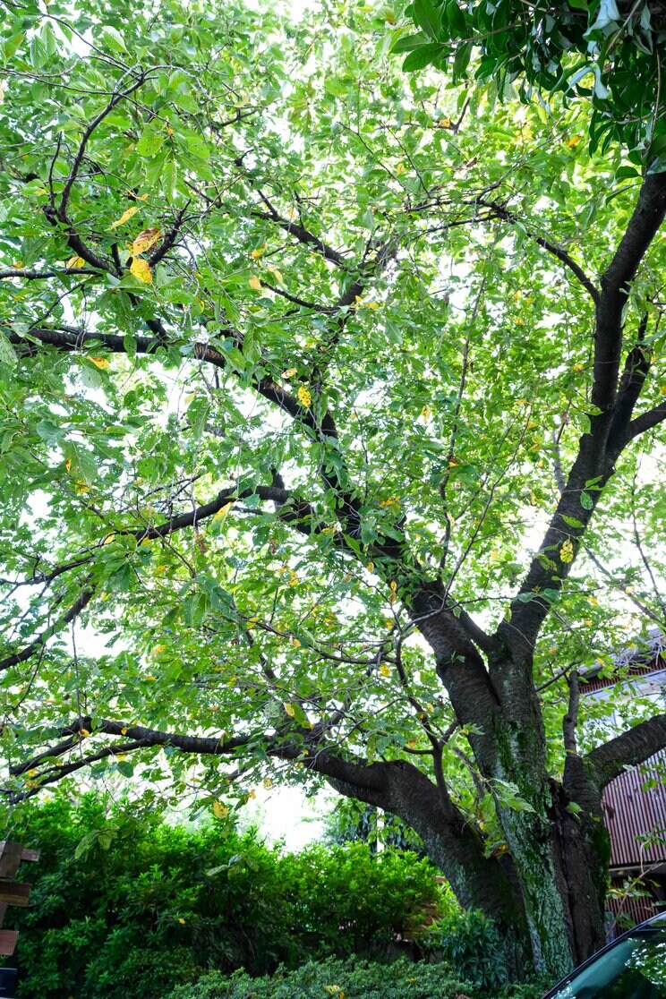 「談志を知らない世代のために」太田 光×立川志らく『師匠』対談_10