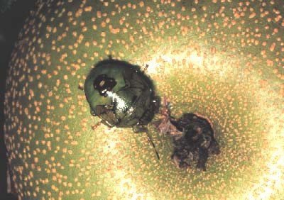 〈カメムシ注意報発令中！〉大量発生でコメ農家は大打撃「クサいし農薬も高騰でシャレにならない」「身体をペシャンコにして1〜2ミリの隙間から家に入ってくる」_12