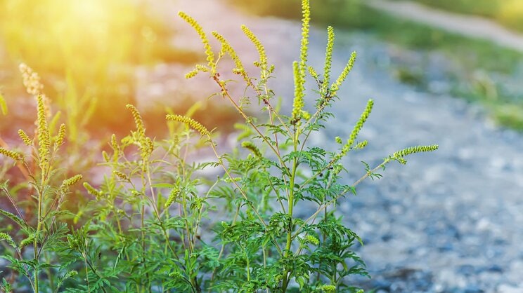 秋の花粉症の原因に挙げられるブタクサ