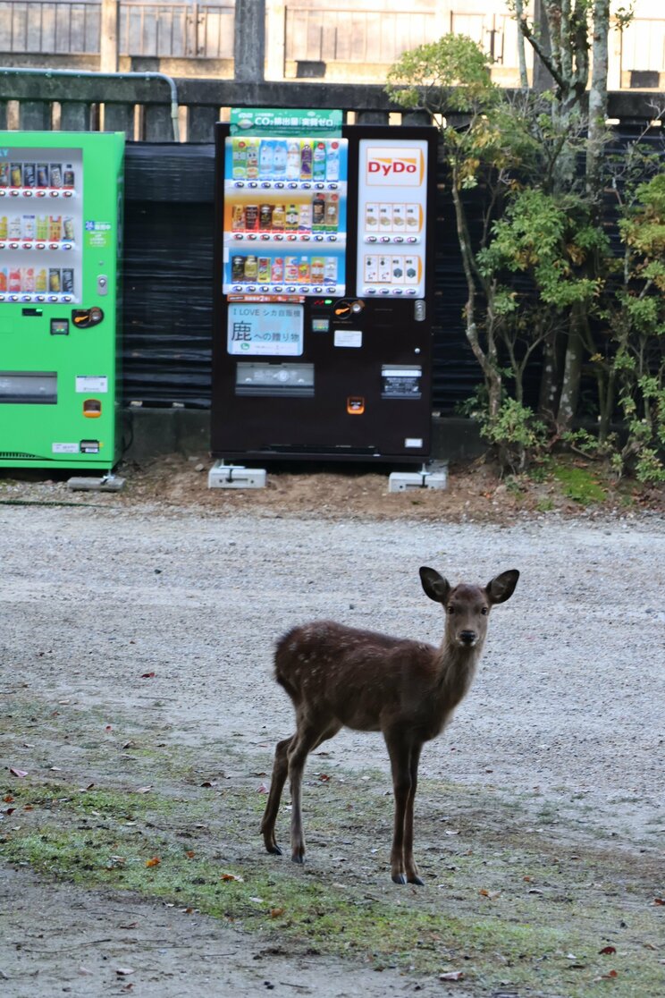 奈良公園内に「しかせんべい」の自販機登場で、露天のおばちゃんたちが廃業の危機⁉_7