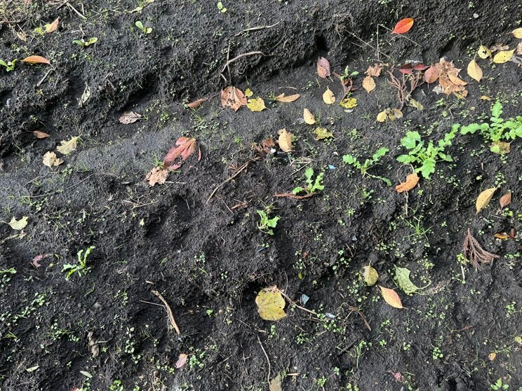 畑に残されたクマの足跡（撮影／集英社オンライン）