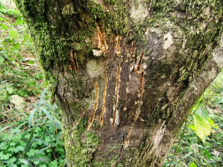 カキの樹皮に付けられた爪痕（『ドキュメント　クマから逃げのびた人々』より）