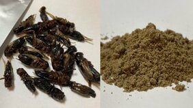 〈徳島・コオロギ給食騒動〉コオロギ食品加工会社に「菌は大丈夫?」「補助金をもらってる?」全部聞いた! 高校は「保護者からのクレームは1件もないですが、昆虫食を扱う予定はありません」