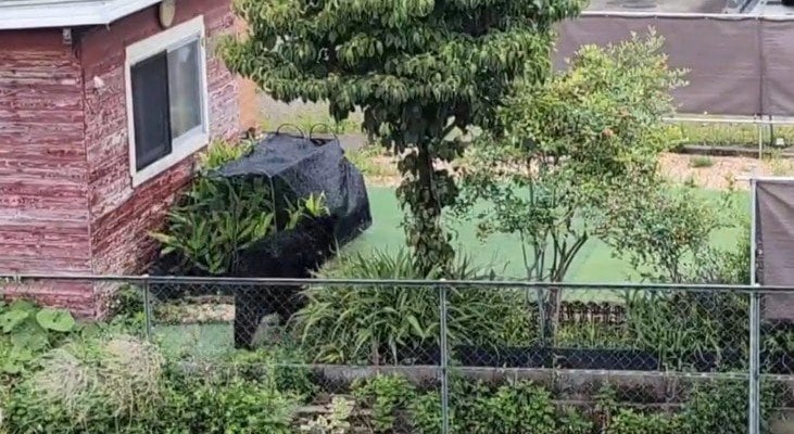 用水わきのフェンスをのぼるクマ（地元住民提供）