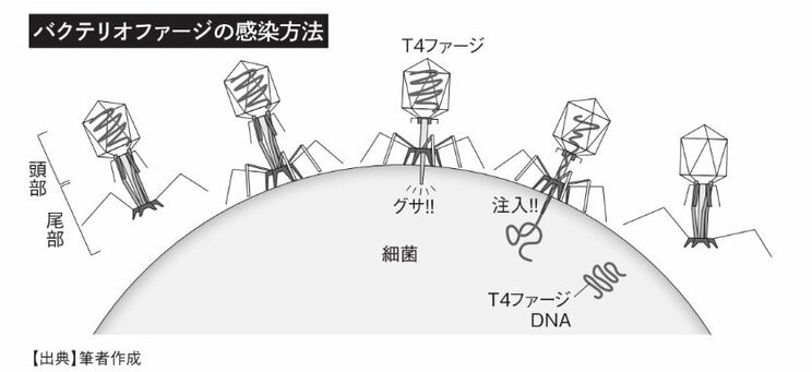 バクテリオファージの感染方法　