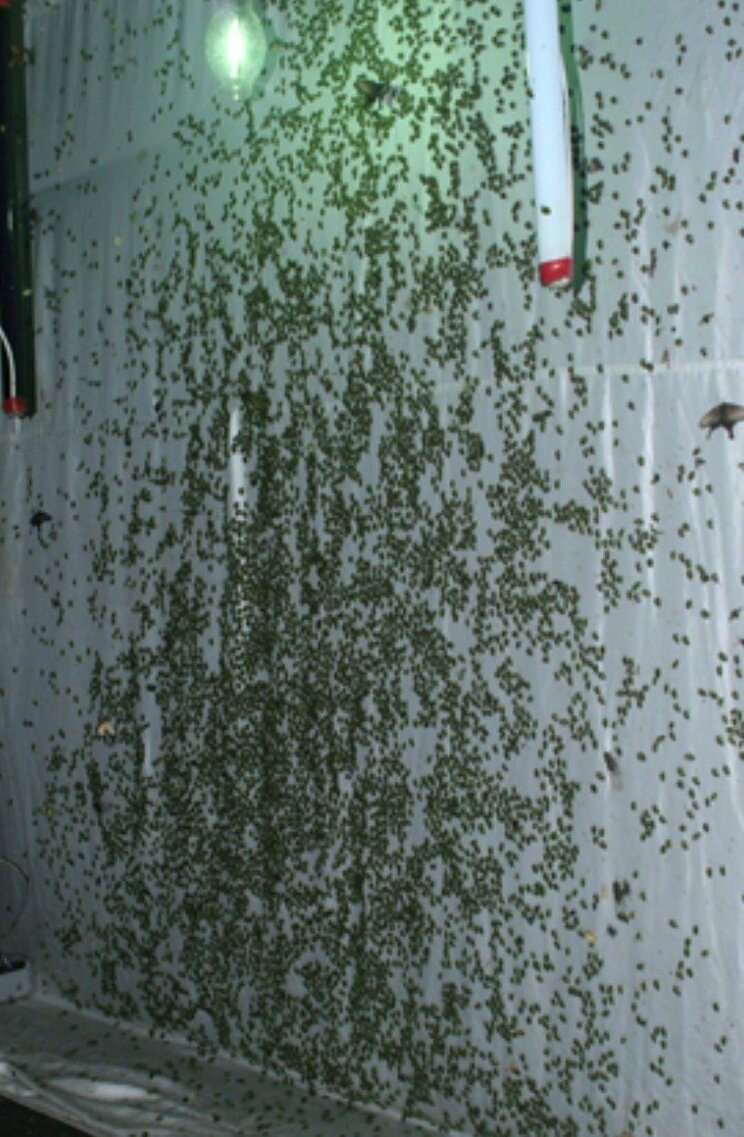 密集するカメムシ(提供/こうち農業ネット)