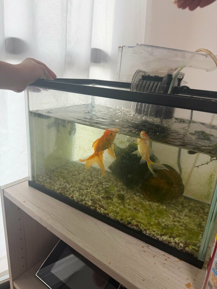 飼育のハードルが上がっているという金魚