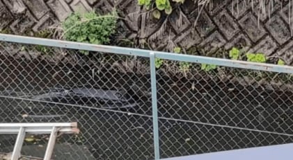 用水路を泳ぐクマ（写真／栃木県地元住民提供）