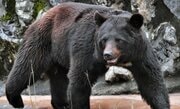 〈4人死亡のクマ襲撃事件〉ツキノワグマは人間も食べる…秋田で起きた惨劇とマタギが目撃した“肉食グマ”の実態「クマは共喰いするんさな」