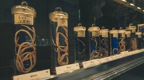 ビル・ゲイツもご購入! 東京・目黒寄生虫館のミュージアムグッズ人気TOP5