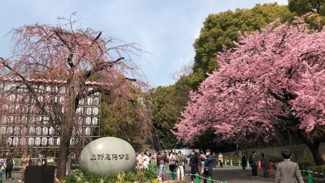 〈会社の花見宴会やりたいですか？〉「結局若手が疲れる」「コンプラ重視で気を遣うのはむしろ年長者」渋谷・新橋100人に聞いた衝撃の結果_7