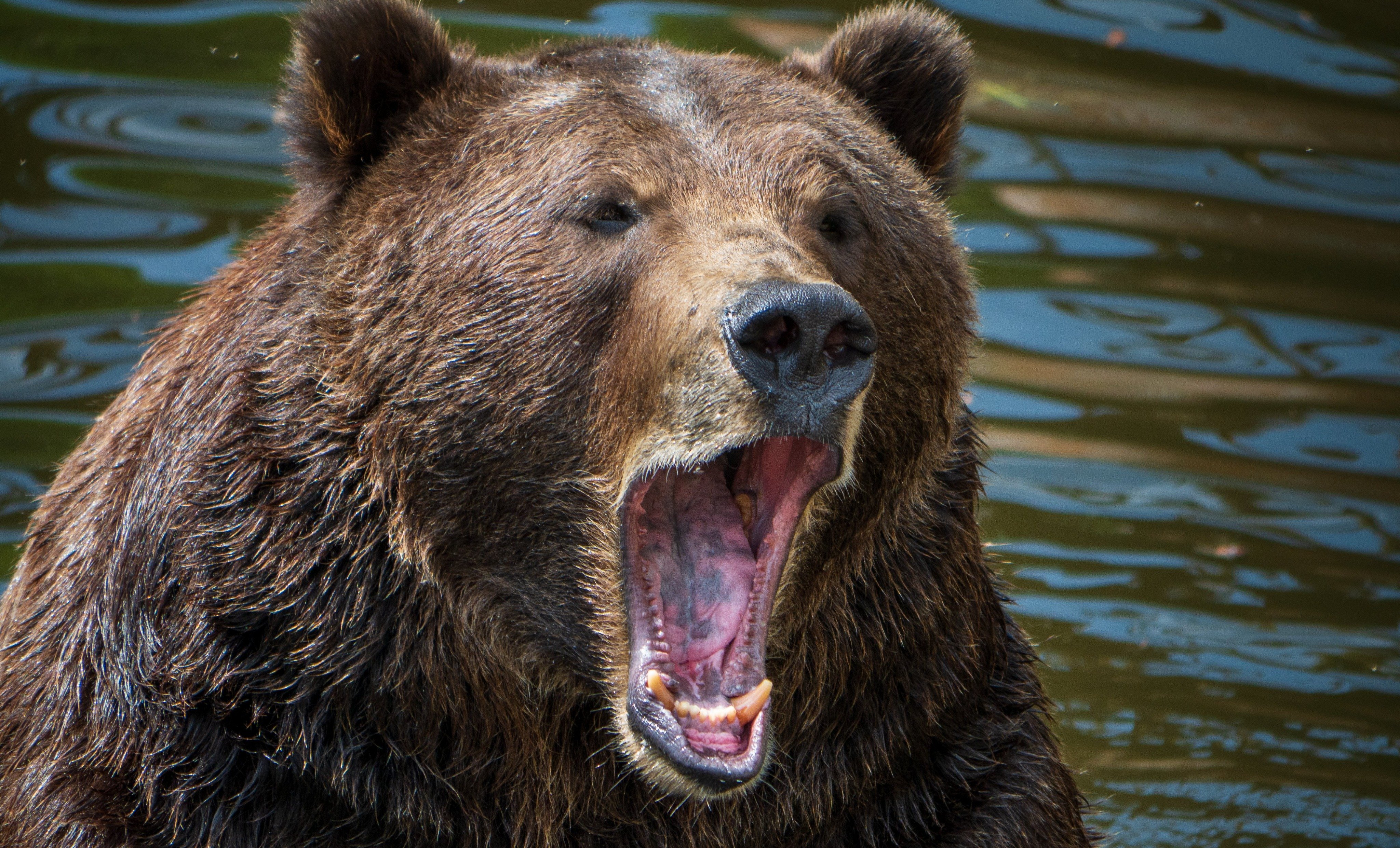 幼稚園のすぐそばで女性の頭皮をはぐヒグマ」「逃げる12歳少年を後ろ