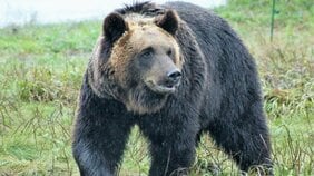 〈ヒグマ注意報発令〉犬の散歩中に看護師が襲われ重傷…最凶ヒグマOSO18との関連は?「足跡を含め痕跡は見つかっていません」「次こそは…」地元猟師が狙う捕獲作戦【2023クマ記事 4位】