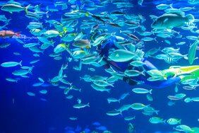 SNS時代の水族館に求められることとは?「めずらしい生き物をただ展示するだけでは生き残っていけない」〈なんかの菌×荒俣宏〉