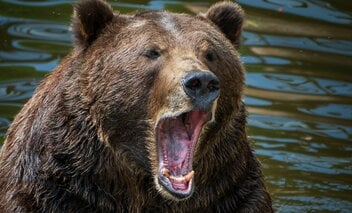 「幼稚園のすぐそばで女性の頭皮をはぐヒグマ」「逃げる12歳少年を後ろから…」ロシアで起きた忌まわしい事件から日本人は何を学ぶべきか