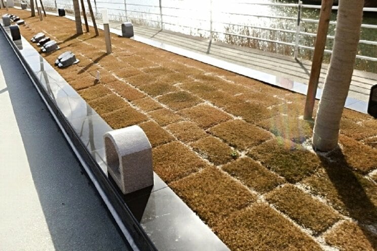 近年人気が高い「樹木葬」