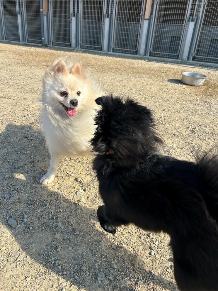 
ハク号とぷりんちゃん（写真／竹越さん提供）

