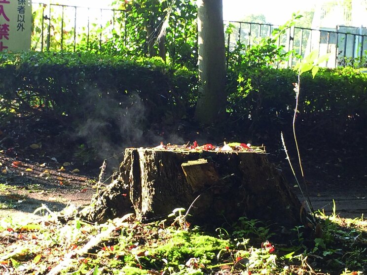 朝の公園が神秘的に美しい理由とは？　木々が呼吸し、水蒸気が雲になることで生まれる癒しの風景_1