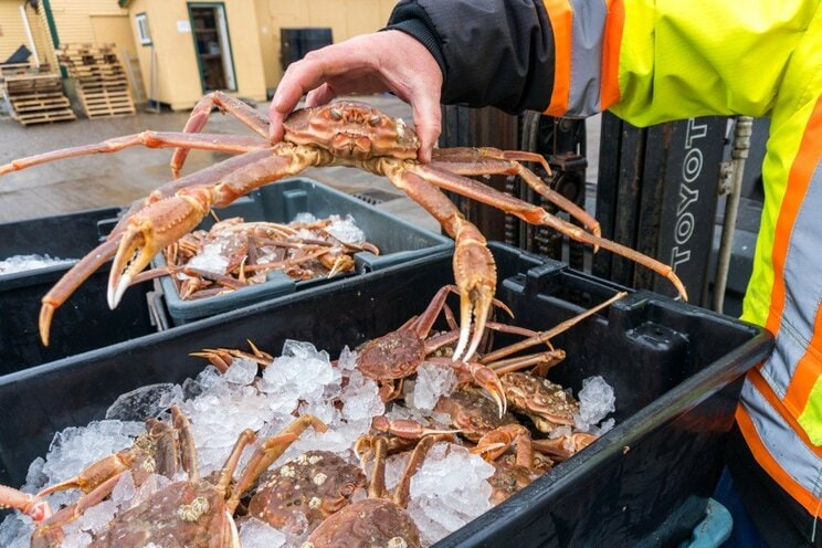 「中国の富裕層がマグロの旨さに気づいてしまった…」新興国の経済成長で加速する世界食糧争奪戦の中、日本が次に買い負けする食品は…_2