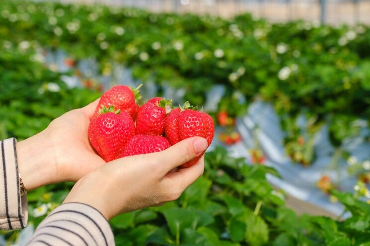 写真はイメージです(写真/Shutterstock)