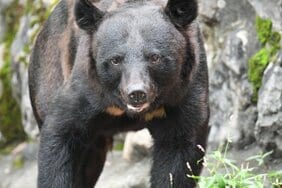 〈富山・70代女性を襲ったクマが逃走中〉「頭と顎に深い傷で、家族に見せるには心苦しい状況で…」増える人里のクマ出没、2年前にも近所で捕獲されていた