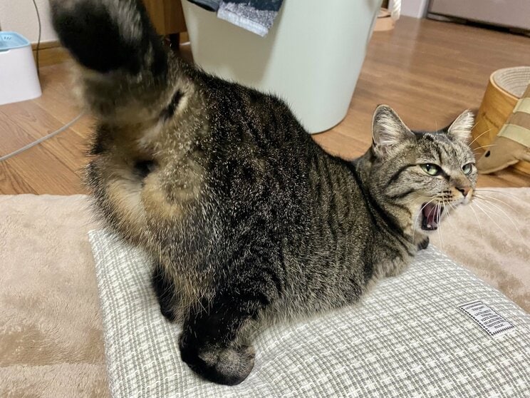 虐待で3本足になった保護猫・しじみちゃんと漫画家の幸せな日々_14