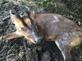 〈千葉・キョン大発生〉「ギャー!」と夜中に不気味な鳴き声で吠え続け、住民は「私らが出てけと言われてるみたい」…捕獲すると「ヒィ〜、ヒィ〜!」と悲痛な声でハンターの心をえぐる謎多き生物