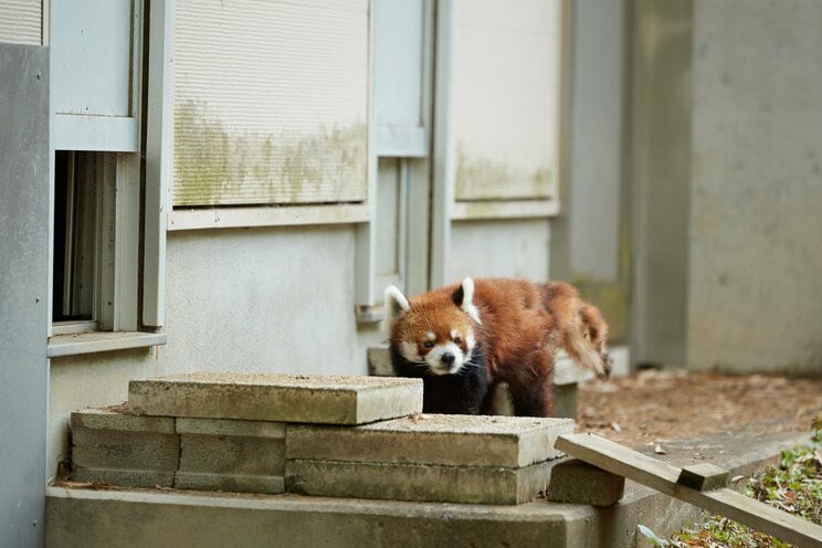 2本足で立つ姿でレッサーパンダブームを巻き起こした風太くんも20歳に。人間なら80歳以上のご長寿「孫に囲まれ幸せな日々」の中、まだ立っているのか？_17