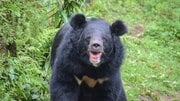 25年のクマ被害は過去最多の238人。登山者が知っておくべき「出合わない」ための6つの対策