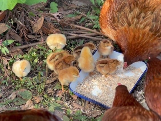 田村家のニワトリ（写真／本人提供）