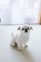 【画像あり】フォロワー数14.6万! 令和の超人気犬「おもちくん」。俳優・高橋一生ともCM共演した癒し満載のキュートな素顔に接近!_1