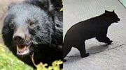 《クマ捕獲でまた…》「殺さないでくれ」「山に逃がせ」役所に電話殺到で担当者は疲弊、“処分して”の声も…いっぽう目撃情報は「昼の時間帯にピタッと止まる状態でした」
