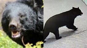 《クマ捕獲でまた…》「殺さないでくれ」「山に逃がせ」役所に電話殺到で担当者は疲弊、“処分して”の声も…いっぽう目撃情報は「昼の時間帯にピタッと止まる状態でした」
