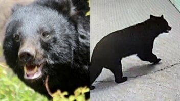 《クマ捕獲でまた…》「殺さないでくれ」「山に逃がせ」役所に電話殺到で担当者は疲弊、“処分して”の声も…いっぽう目撃情報は「昼の時間帯にピタッと止まる状態でした」