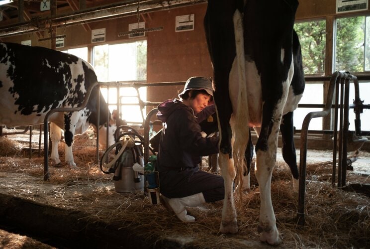 〈写真で振り返る東日本大震災〉「牛、殺してから行くっぺ」原発事故により乳牛を置いていかざるを得なかった福島県浪江町の酪農家夫婦の決断。それでも牛を忘れられず…_18