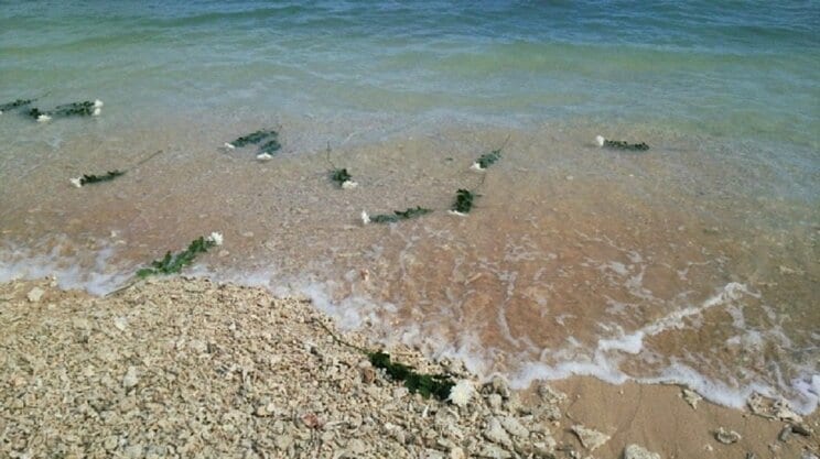 海洋散骨後に海に献花された菊の花