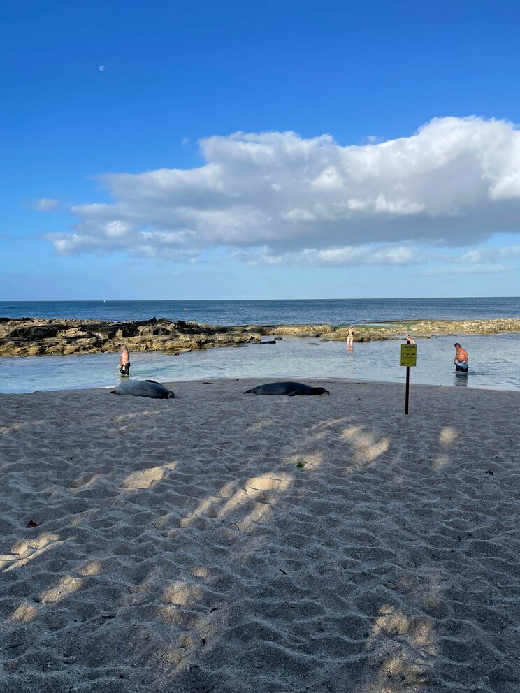 「アザラシに触ったら罰金600万円!?」「あの人気スポットは予約制に…」GWハワイに行く前に知らないとマズイ3つのこと_8