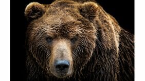 〈日本クマ事件簿〉頭髪をはがされた頭蓋骨と膝下が残り…頭部と四肢下部を食い残すのはヒグマの習性。三毛別で起こった胎児1人を含む7人を殺害した惨劇
