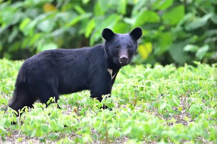 2018年7月、「十和利山クマ襲撃事件」現場（秋田県鹿角市内）に出没した40キロ級の3歳のオスグマ（米田氏撮影）