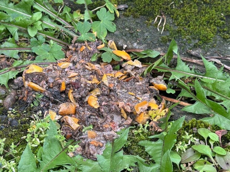 自宅敷地内の庭で見つかったクマのフン（撮影／集英社オンライン）