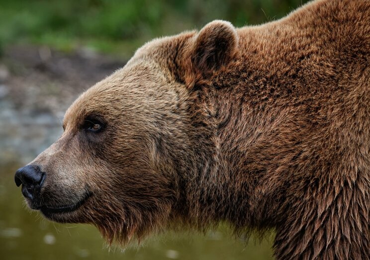 「ヒグマが私の頭蓋骨と顔面をむさぼってる…」なぜ日本人は”ロシアの残虐事件”を見ぬふりで凶暴な猛獣を駆除しないのか _3