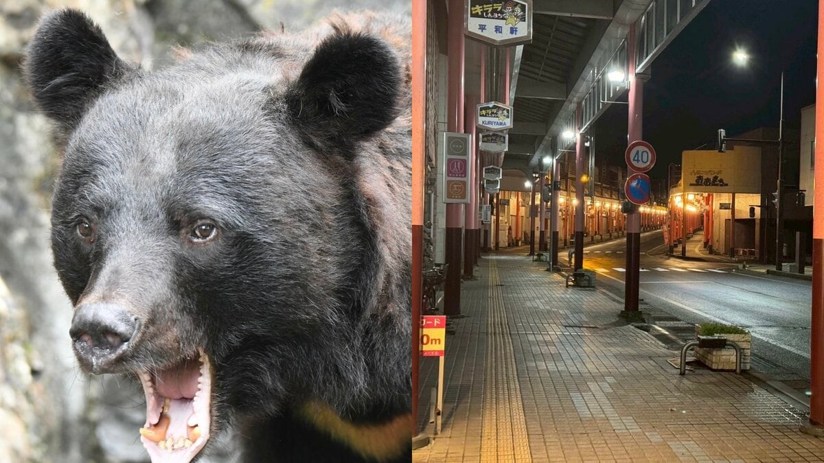 スナックで飲んで扉を開けたらクマ！」秋田の夜の街で客が激減し“クマ