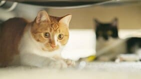 「純血種の猫も捨てられている」飼育放棄の背景にあるコロナ、高齢化社会、カワイイ文化