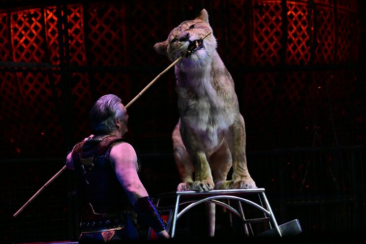 「信頼関係があっても触れない日はある」「週に1度断食させるワケ」…調教師が明かすサーカスのライオンたちの舞台裏。「ハッピーなライオンはハッピーなショーができる」_15