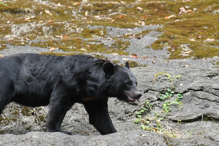 写真はイメージです（PhotoAC）