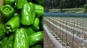 失踪したベトナム人技能実習生13人を住み込みで働かせた中国籍のピーマン農場主(36)を逮捕…地方で広がる“闇の受け皿”の実態〈岩手〉