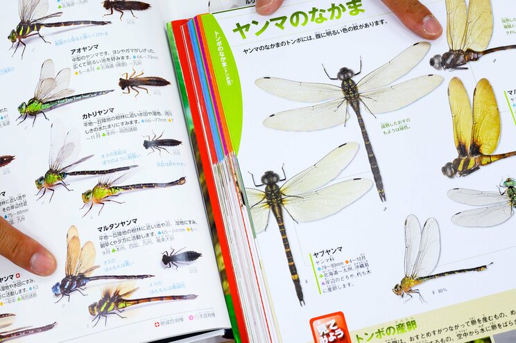 2800種の昆虫を生きたまま撮り下ろし！ 「昆虫図鑑」製作者の執念_1
